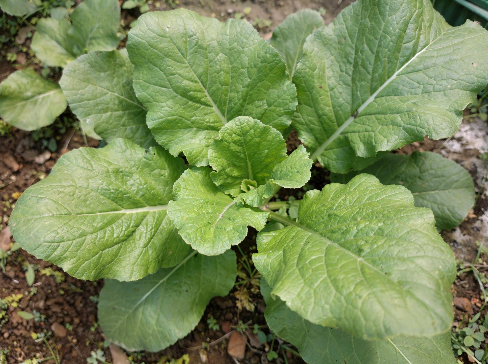 Brassica juncea — hero (chairman regenerate)